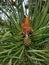 Pinecone pine fir forest tree incipience