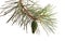 Pinecone pine, green