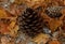 Pinecone sitting on the ground beside brown leaves