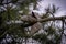 Pinecone on a tree, isolated