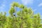 Pinecone tree under blue sky