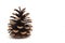 Pinecone on a White Background