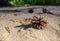 Pinecones in the pine forest.