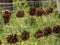 Pinecones stuck into metal fence