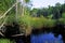 Pinelands Swamp in Lower Suwannee   60112