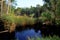 Pinelands Swamp in Lower Suwannee   60113