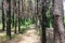 Pinery. path in a pine forest