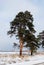 Pines along the snow-covered road