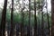 Pines at Becici Peak, Bantul, Yogyakarta, Indonesia during sunset.