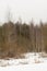 Pines, birches and other trees in winter. Gloomy winter day. Nature background