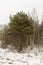 Pines, birches and other trees in winter. Gloomy winter day. Nature background