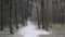 In the pines is blowing a Blizzard, the first snow covers up the forest road.