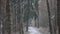 In the pines is blowing a Blizzard, the first snow covers up the forest road.