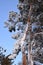 Pines covered in fresh snow