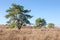 Pines with curved trunks among the meadow with dry grass