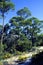 Pines on Dauphin Island  44950