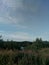 Pines and fields on the sandy shore of the lake. Calm northern latitudes.