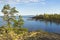 Pines on the granite slope on the shore of Ladoga Lake, Karelia, Russia.