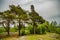 Pines growing on the rocks. Beautiful landscape