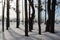 Pines with long shadows on the snow