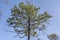 pines on maritime pine, Marina di Alberese, Italy