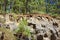 Pines in the national park, on the mountain, cliff, photos of nature and landscape Tenerife