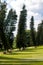 Pines in Royal Botanic Gardens. Kandy, Sri Lanka