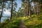 Pines with shadows on the shore of Lake, tranquil atmosphere