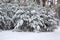 Pines in a snowy glade in winter, Siberia, Russia