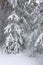 Pines in a snowy glade in winter, Siberia, Russia