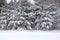 Pines in a snowy glade in winter, Siberia, Russia