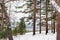 Pines and spruces grow on the mountainside. Frosty winter day