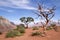 Pines struggling to survive in the Grand Canyon