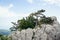 Pines on the top of Mount Ai-Petri in Crimea