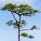 Pines Tree