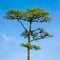 Pines Tree