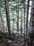 Pines tree of the Aiguestortes and Sant Maurici National Park, road of the Pond of Sant Maurici, Catalonia, Spain