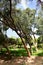 Pines tree in the Reina Sofia Dunes park of Guardamar del Segura beach, Alicante. Spain.