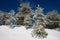 Pines Trees With Icicles In Etna Park, Sicily