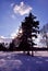 Pines and trees without leaves black silhouettes, white snow, background of blue winter cloudy sky