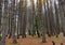 Pines trees making a green background in jungle