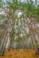 Pines in what used to be Governor Knowles State Forest and is now Crex Meadows Wildlife Area in Wisconsin