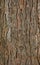 Pinetree bark texture