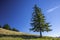 Pinetree on the mountain against the deep blue sky