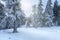 Pinetrees with snow illuminated with sunbeams in winter