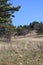 A pinewood forest and spring flowers