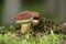 Pinewood king bolete mushroom growing in forest