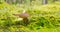 Pinewood king bolete mushroom growing on lush green moss