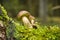 Pinewood king bolete mushroom growing on lush green moss