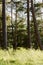 Pinewood with pine tree trunks and grass growing in forest understory.